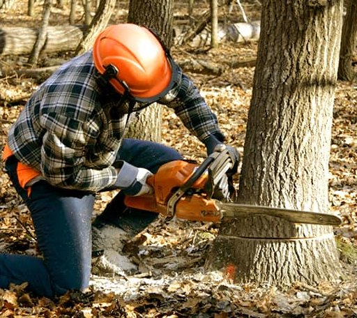 Tree Removal in De Witt, MO